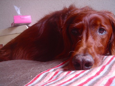 img20070928_2.jpg