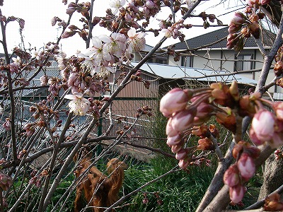 img20080312_2.jpg