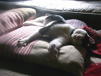img20080318_4.jpg