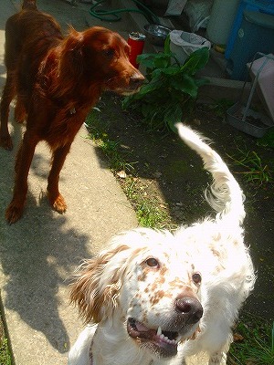 img20070426_4.jpg