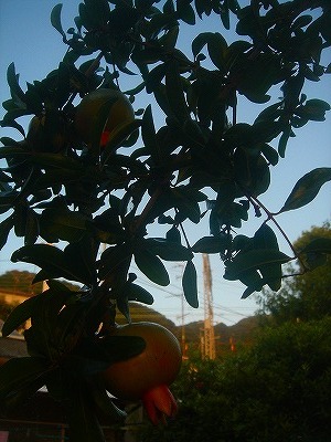 img20070731_3.jpg