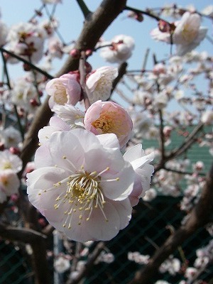 img20080312_1.jpg
