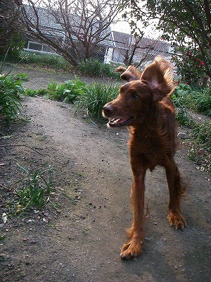 img20080312_6.jpg