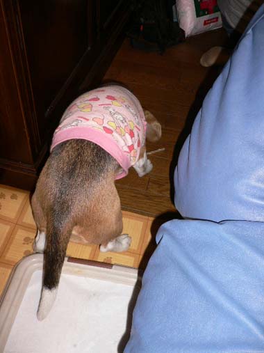 img20051226_4.jpg