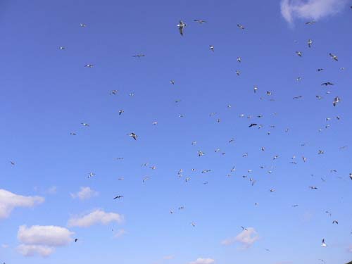 img20051230_1.jpg