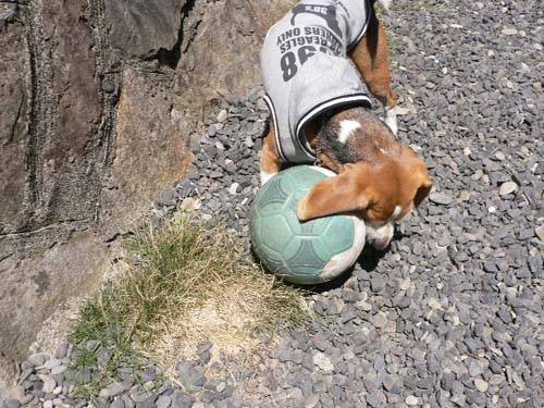 img20050427_2.jpg