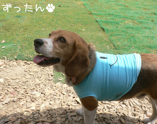 img20080505_4.jpg