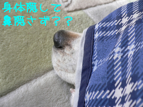 img20070131.jpg