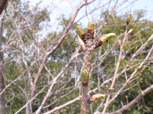 img20050329_3.jpg