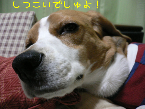 img20061208_4.jpg