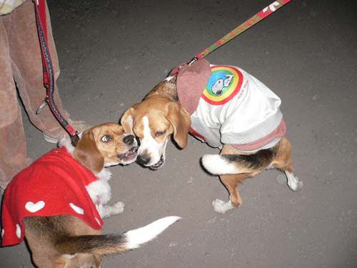 img20051226_1.jpg