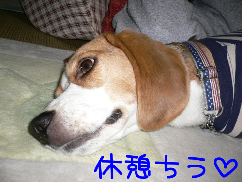 img20060528_1.jpg