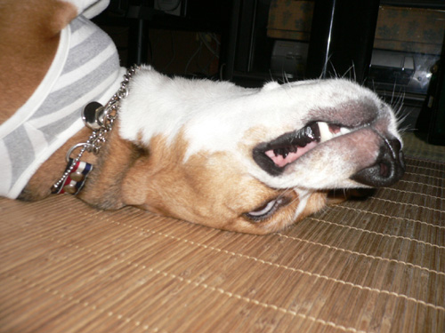img20060729_2.jpg