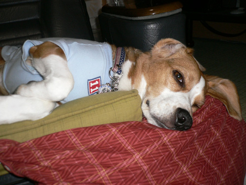 img20060627_4.jpg