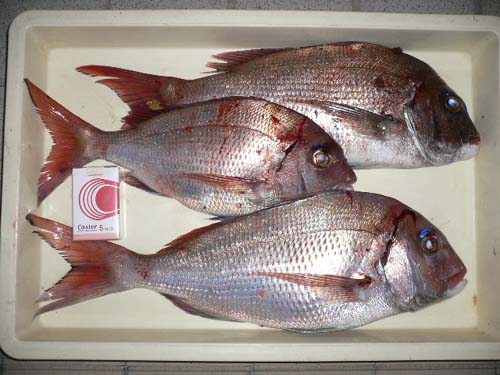 img20050501_2.jpg