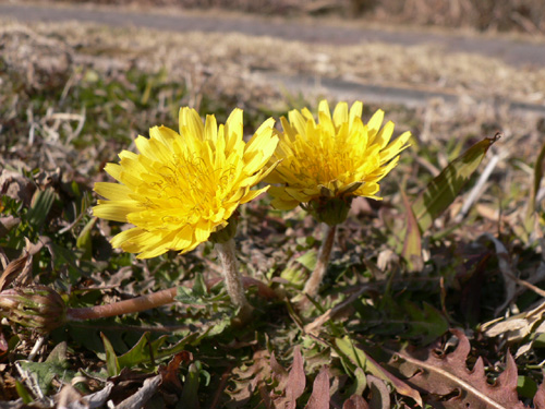 img20070204.jpg