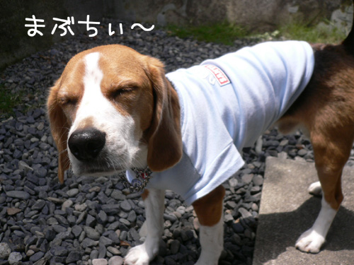 img20060627_8.jpg