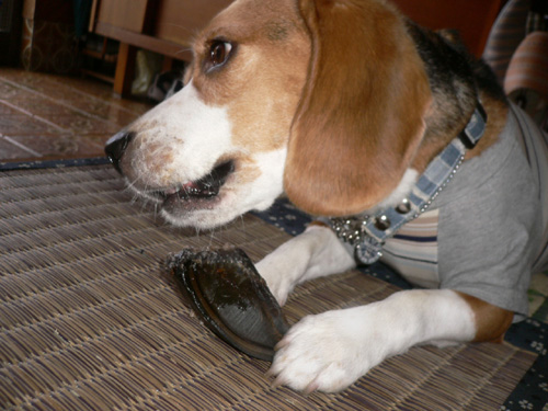 img20060726_1.jpg