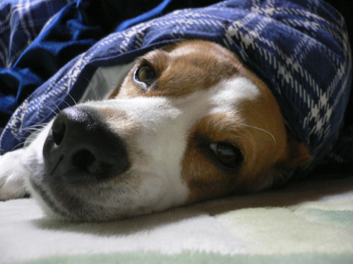 img20061127_2.jpg