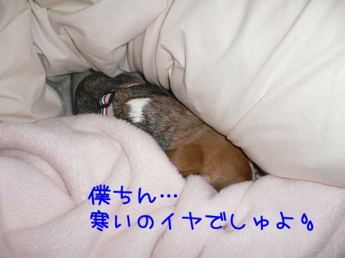 img20060123_4.jpg