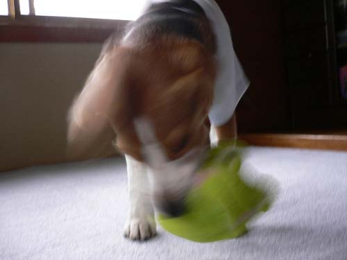 img20050531_3.jpg