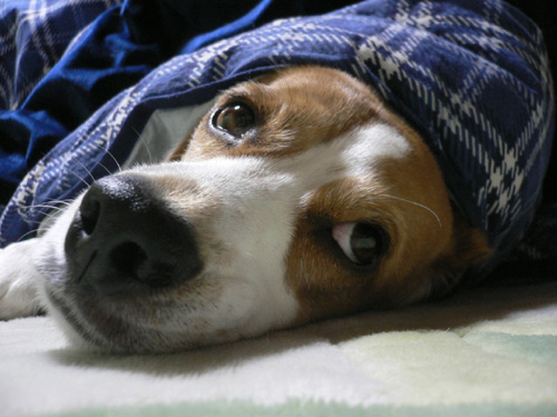 img20061127_1.jpg