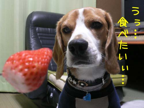 img20060126_1.jpg
