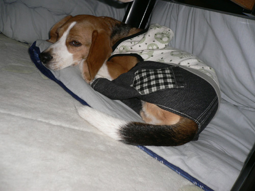 img20070127.jpg
