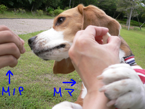 img20060614_6.jpg