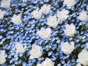 sCIMG6955