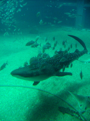 s07dscf5908