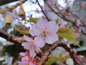bsCIMG7565