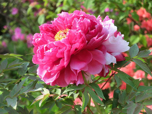 bsCIMG0070