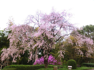 bsCIMG8694