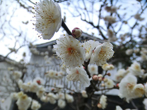 bsCIMG7107