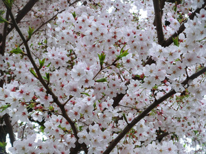 bsCIMG8476