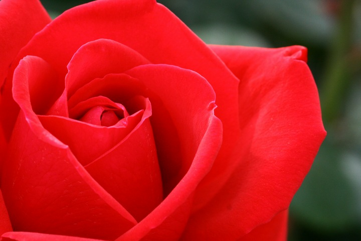 dezi0444.jpg