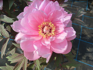 bsCIMG0064