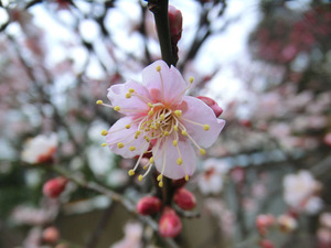 bsCIMG7126