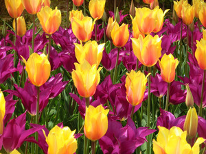 sCIMG6785