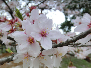 bsCIMG8640