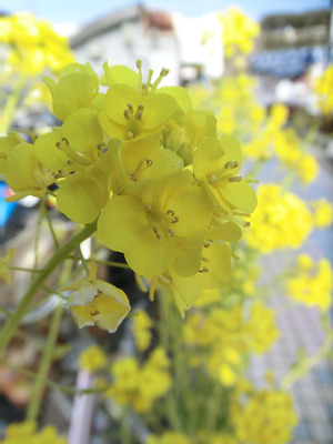 bsCIMG7486