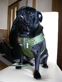 moji-hp119.jpg