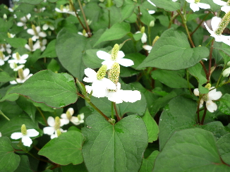 P1020151(1)