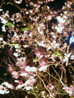 20090225203226.jpg
