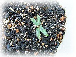 DSCF7009.jpg