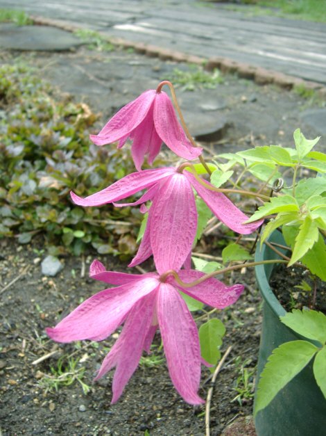 kure0518.jpg