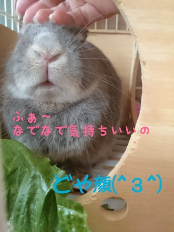 2015-08-15-19-16-08_deco