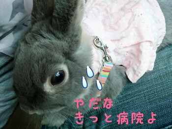 2015-09-20-12-35-26_deco