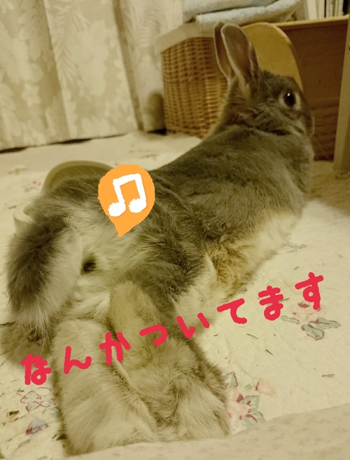 2015-03-03-09-54-19_deco